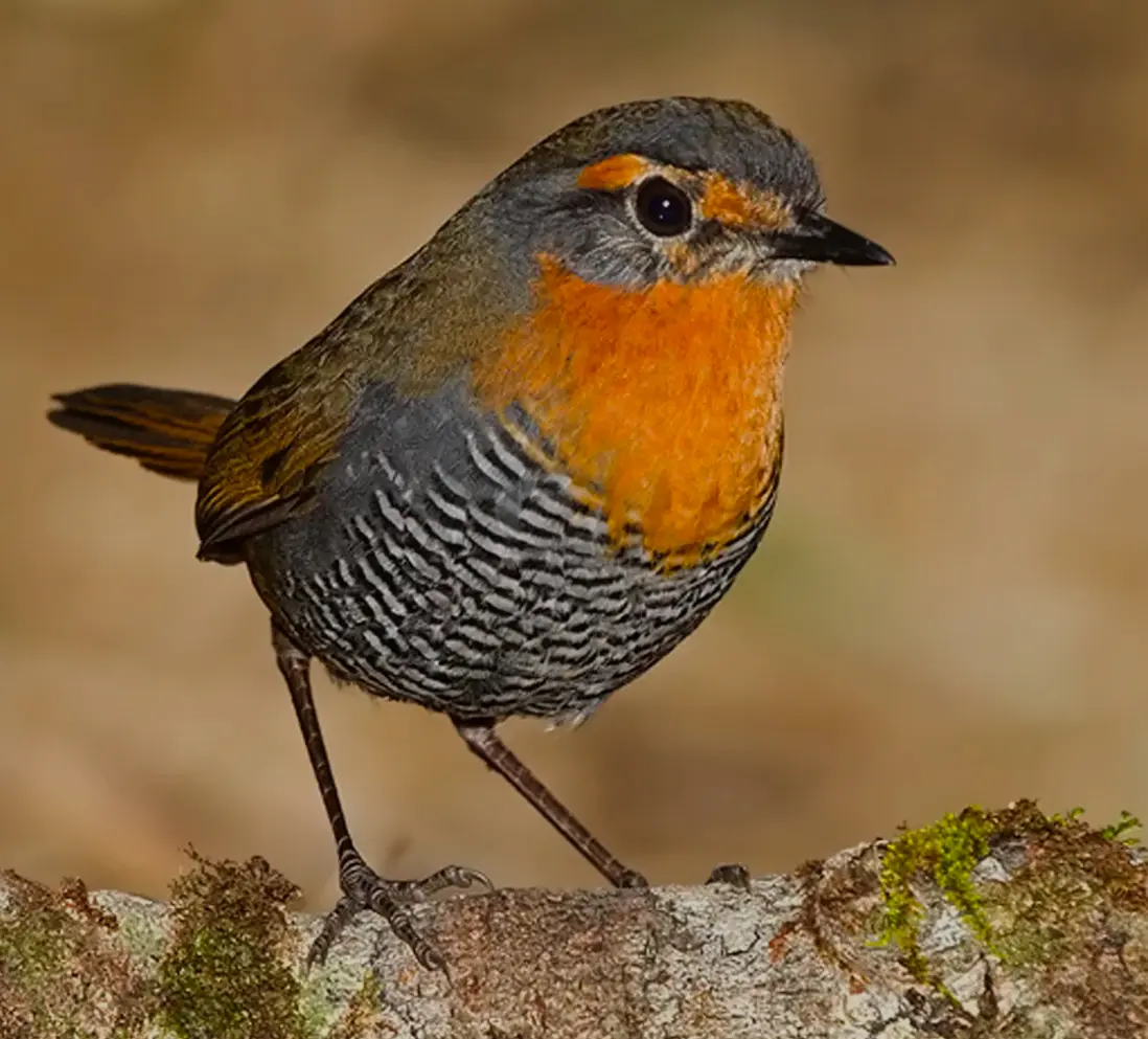 Ave patagónica posada sobre una rama