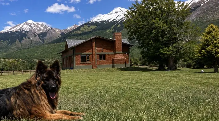 Perro descansando en el parque frente a Refugio Cordillerano