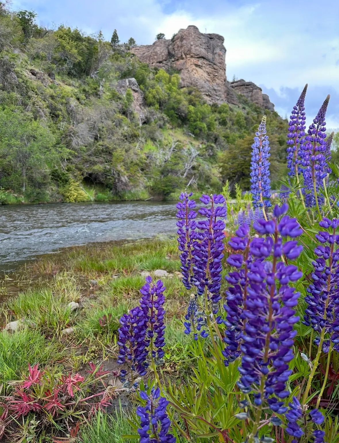 Lupinos silvestres junto al agua en el Parque Nacional Los Alerces